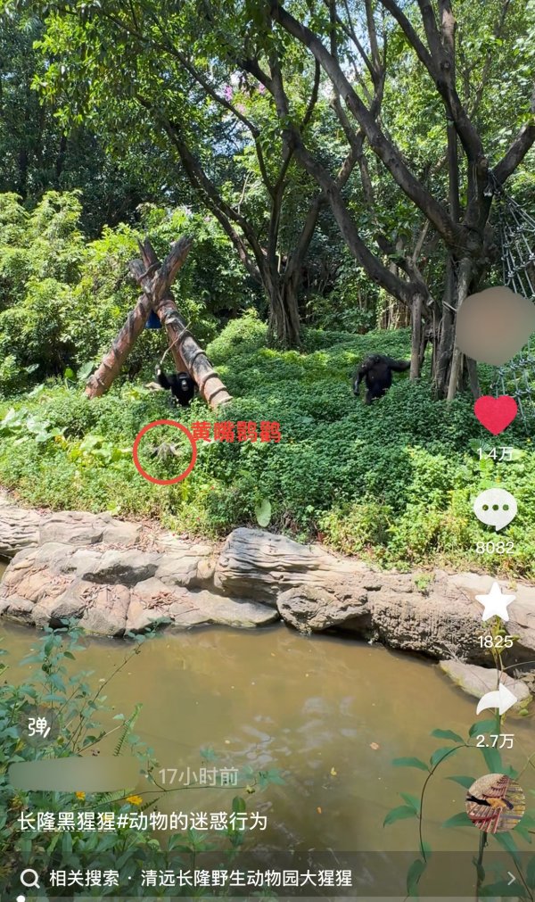 诚信双赢 广州一动物园内大猩猩持棍打鸟 工作人员：大猩猩领地意识较强，园方正救治伤鸟